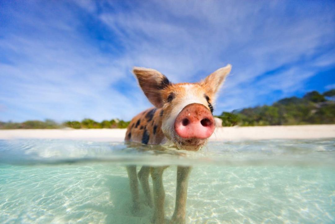 Swim with pigs at Big Major Bahamas private yacht charter